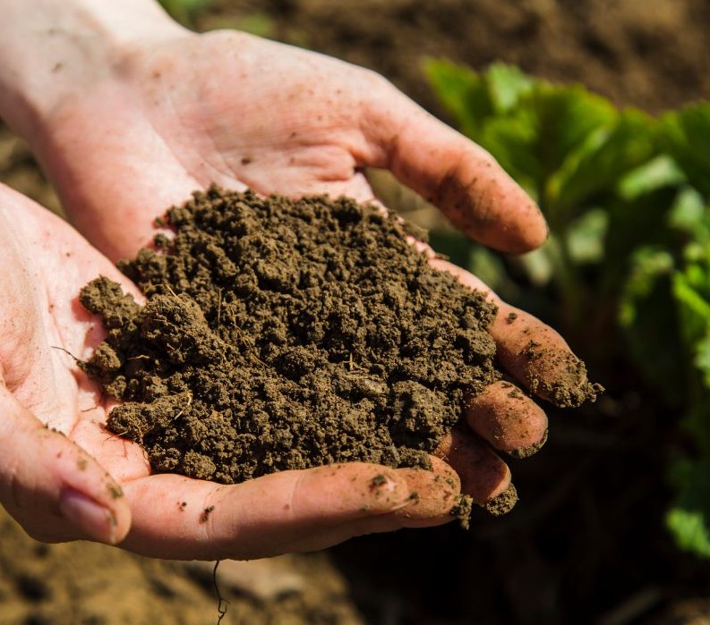 view of hands holding soil with plant in background
